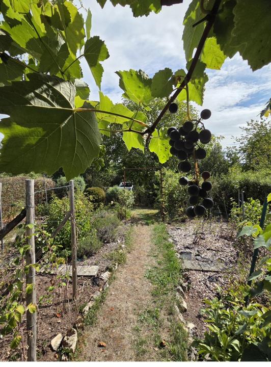 Weinreben am Gemüsebeet